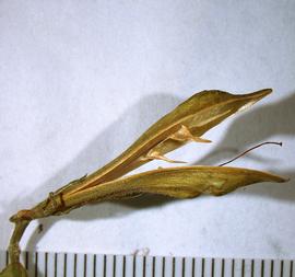   Fruit:   Asystasia schimperi  with seed hooks exposed; Photo by A. Margina, USDA APHIS PPQ, imageID.idtools.org
